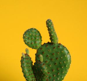 Prashanth-Southekal-CACTUS-Framework