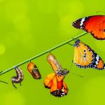 Michael-Coveney-Life-Cycle-Planning-Model-Main-Picture