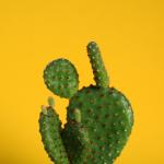 Prashanth-Southekal-CACTUS-Framework