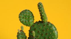 Prashanth-Southekal-CACTUS-Framework